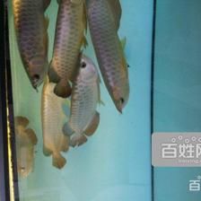 養(yǎng)三條龍魚的寓意：養(yǎng)三條龍魚在風水上被認為是吉祥的象征，具有帶來好運和財富的潛力