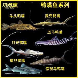 撒旦鴨嘴魚和金龍魚混養(yǎng)：撒旦鴨嘴魚和金龍魚混養(yǎng)怎么辦