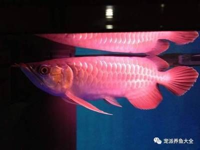 怎樣讓龍魚開口說話：如何讓龍魚開口吃食 龍魚百科 第3張