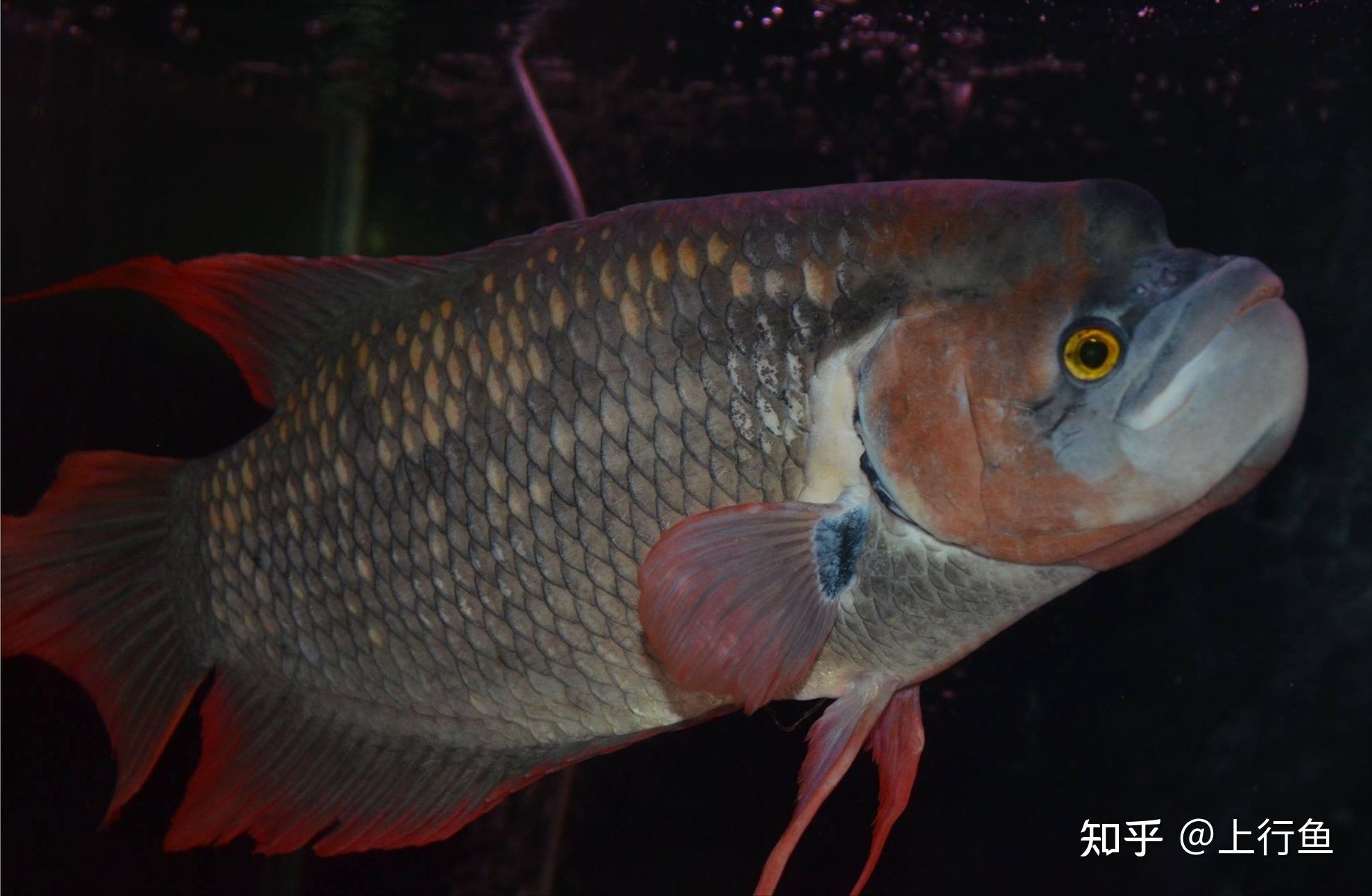 小夜燈可以防龍魚(yú)掉眼么視頻：如何防止龍魚(yú)掉眼？