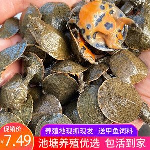 小龍魚養(yǎng)殖視頻：關(guān)于小龍魚養(yǎng)殖的視頻資源 龍魚百科 第2張