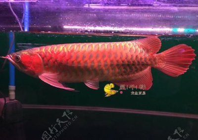 米特拉紅龍魚漁場