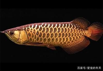 怎么看龍魚是不是過背：過背龍魚和號(hào)半龍魚如何區(qū)分 龍魚百科 第2張