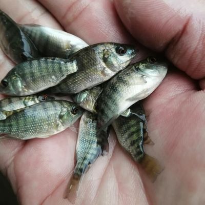 申古銀版魚批發(fā)：銀鯧魚與其他魚類的區(qū)別銀鯧魚與其他魚類的區(qū)別 龍魚百科 第4張