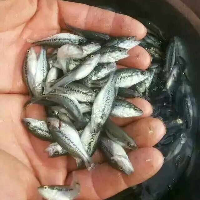 申古銀版魚批發(fā)：銀鯧魚與其他魚類的區(qū)別銀鯧魚與其他魚類的區(qū)別 龍魚百科 第2張