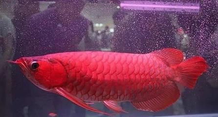 十大紅龍魚(yú)品牌排行：2024年十大紅龍魚(yú)品牌排行榜