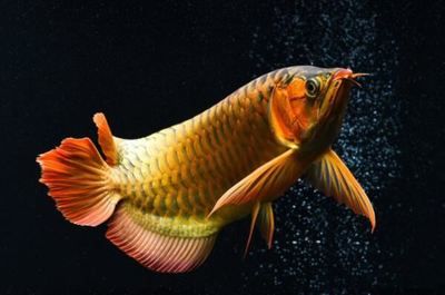 十大紅龍魚(yú)品牌排行：2024年十大紅龍魚(yú)品牌排行榜