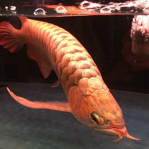 巴卡雷龍魚批發(fā)：巴卡雷龍魚養(yǎng)殖注意事項在養(yǎng)殖巴卡雷龍魚的注意事項 龍魚百科 第1張