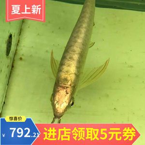 巴卡雷龍魚批發(fā)：巴卡雷龍魚養(yǎng)殖注意事項在養(yǎng)殖巴卡雷龍魚的注意事項 龍魚百科 第2張