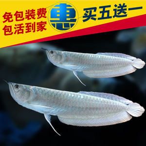 巴卡雷龍魚批發(fā)：巴卡雷龍魚養(yǎng)殖注意事項在養(yǎng)殖巴卡雷龍魚的注意事項 龍魚百科 第4張