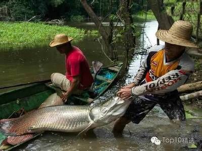 委內(nèi)瑞拉奧里諾三間魚苗批發(fā)：委內(nèi)瑞拉奧里諾三間魚苗批發(fā)信息