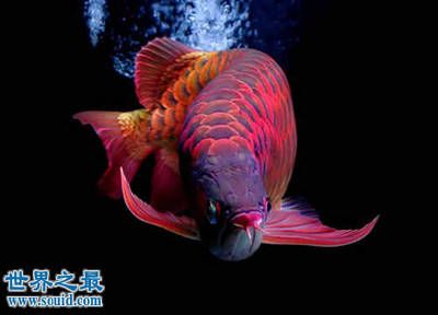 龍魚(yú)最貴的品種：金龍魚(yú)的價(jià)格是最貴的龍魚(yú)和紅龍魚(yú)的價(jià)格在10000元左右 龍魚(yú)百科 第2張