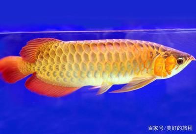 龍魚(yú)最貴的品種：金龍魚(yú)的價(jià)格是最貴的龍魚(yú)和紅龍魚(yú)的價(jià)格在10000元左右 龍魚(yú)百科 第3張