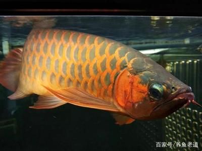 龍魚做掉眼手術難嗎能吃嗎：龍魚掉眼怎么辦