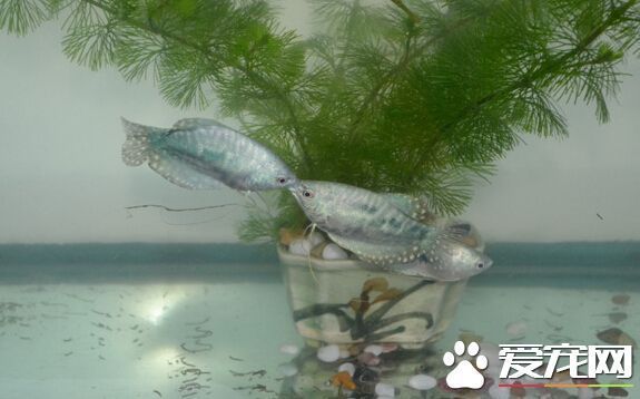 有沒(méi)有小型的龍魚(yú)賣(mài)?。喝绾钨?gòu)買(mǎi)小型龍魚(yú)