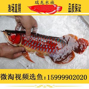 印尼帝王辣椒紅龍魚多錢：印尼尼西亞帝王辣椒紅龍魚價格推測，標(biāo)價2500元