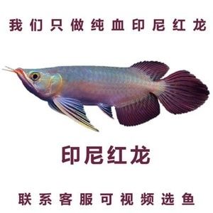 辣椒紅龍魚視頻在線觀看：30篇辣椒紅龍魚視頻在線觀看網(wǎng)站辣椒紅龍魚視頻在線觀看