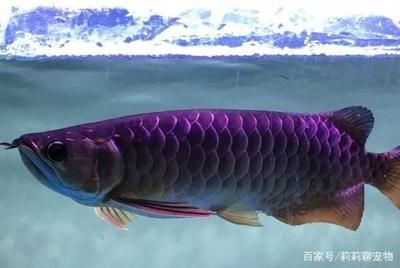 金龍魚有藍色的嗎是什么魚