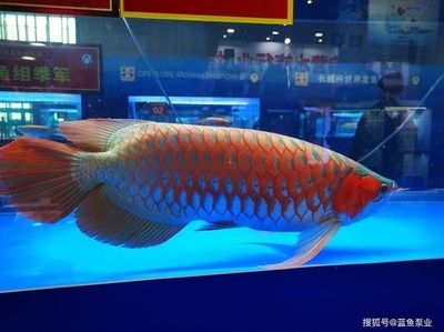 長城杯紅龍魚視頻：“長城杯紅龍魚視頻” 龍魚百科 第2張