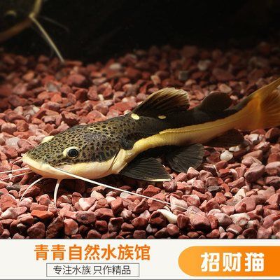 龍魚招財貓魚混養(yǎng)怎樣喂食：混養(yǎng)龍魚和招財貓魚混養(yǎng)喂食的建議龍魚和招財貓魚混養(yǎng)喂食