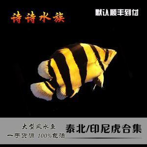 泰國虎魚（泰虎）批發(fā)：泰國虎魚批發(fā)市場 龍魚百科 第4張