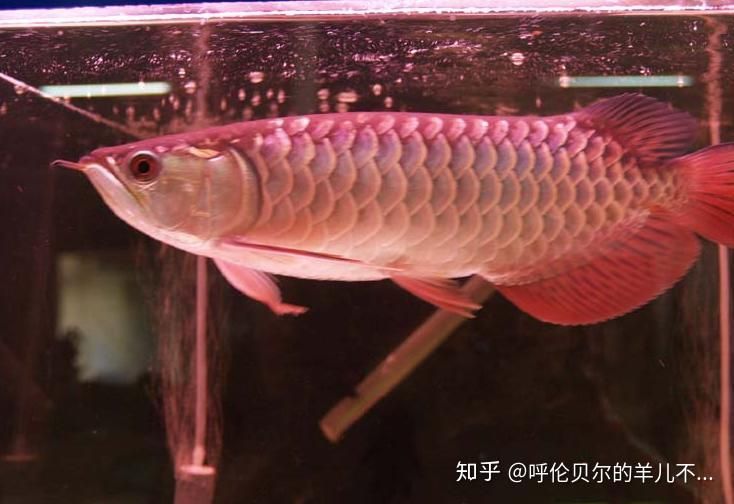 養(yǎng)龍魚麻煩嗎知乎：養(yǎng)龍魚的注意事項 龍魚百科 第2張