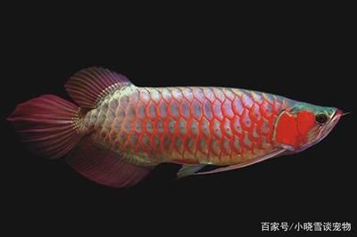 銀板魚可以和龍魚混養(yǎng)嗎：銀板魚可以和龍魚混養(yǎng)嗎？