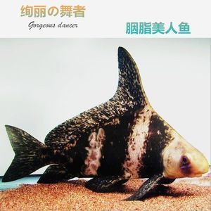 一帆風(fēng)順魚可以和龍魚混養(yǎng)嗎？：一帆風(fēng)順魚可以與龍魚混養(yǎng)嗎？ 龍魚百科 第2張