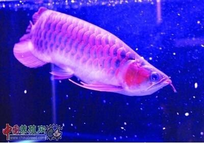 印尼紅龍魚養(yǎng)殖方法和技術(shù)視頻：印尼紅龍魚養(yǎng)殖方法和技術(shù) 龍魚百科 第3張