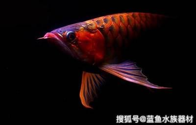 怎么讓龍魚發(fā)色更好一些：+德彩三劍客龍魚發(fā)色原理龍魚發(fā)色原理