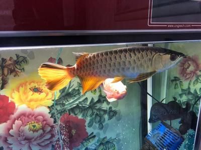 怎么挑選紅龍魚(yú)最好的品種：如何挑選紅龍魚(yú)