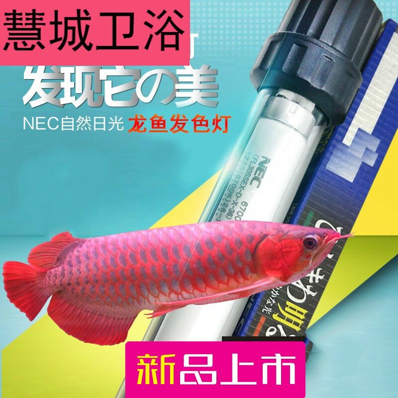 一根nec龍魚燈正確放置方法：nec龍魚燈放置方法 龍魚百科 第3張