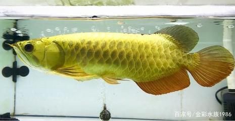 怎樣才能讓金龍魚發(fā)色好看：如何讓金龍魚發(fā)色好看？