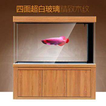 什么龍魚體型最小最好養(yǎng)殖：養(yǎng)殖龍魚的注意事項(xiàng) 龍魚百科 第3張