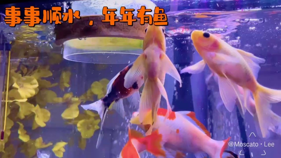 2024?喂魚喂魚喂魚：新年快樂 觀賞魚論壇