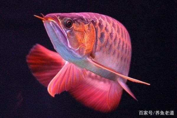 水龍魚(yú)怎么煮：水龍魚(yú)怎么做好吃？