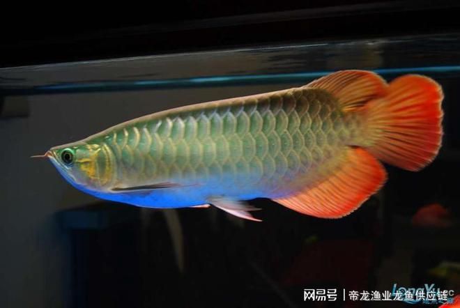 帝龍漁業(yè)批發(fā)：帝龍漁業(yè)專注龍魚(yú)養(yǎng)殖、銷售