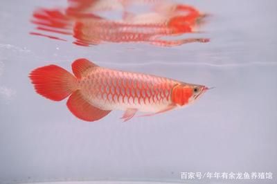 紅龍魚代表什么意思啊：紅龍魚在風水中的作用與應(yīng)用