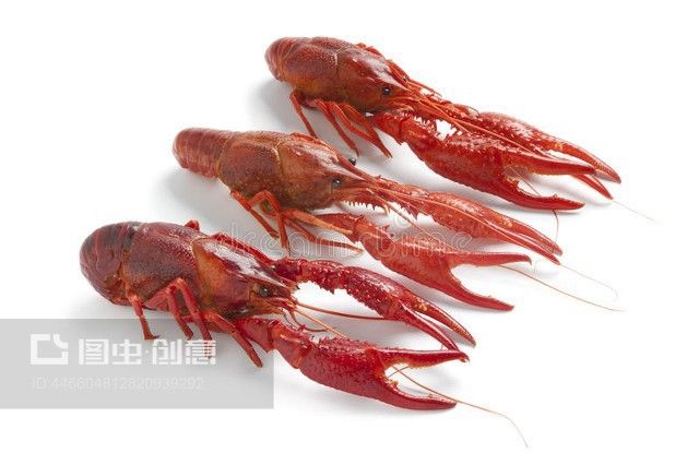 龍魚為什么叫龍蝦魚：龍蝦為什么被稱為“龍”？