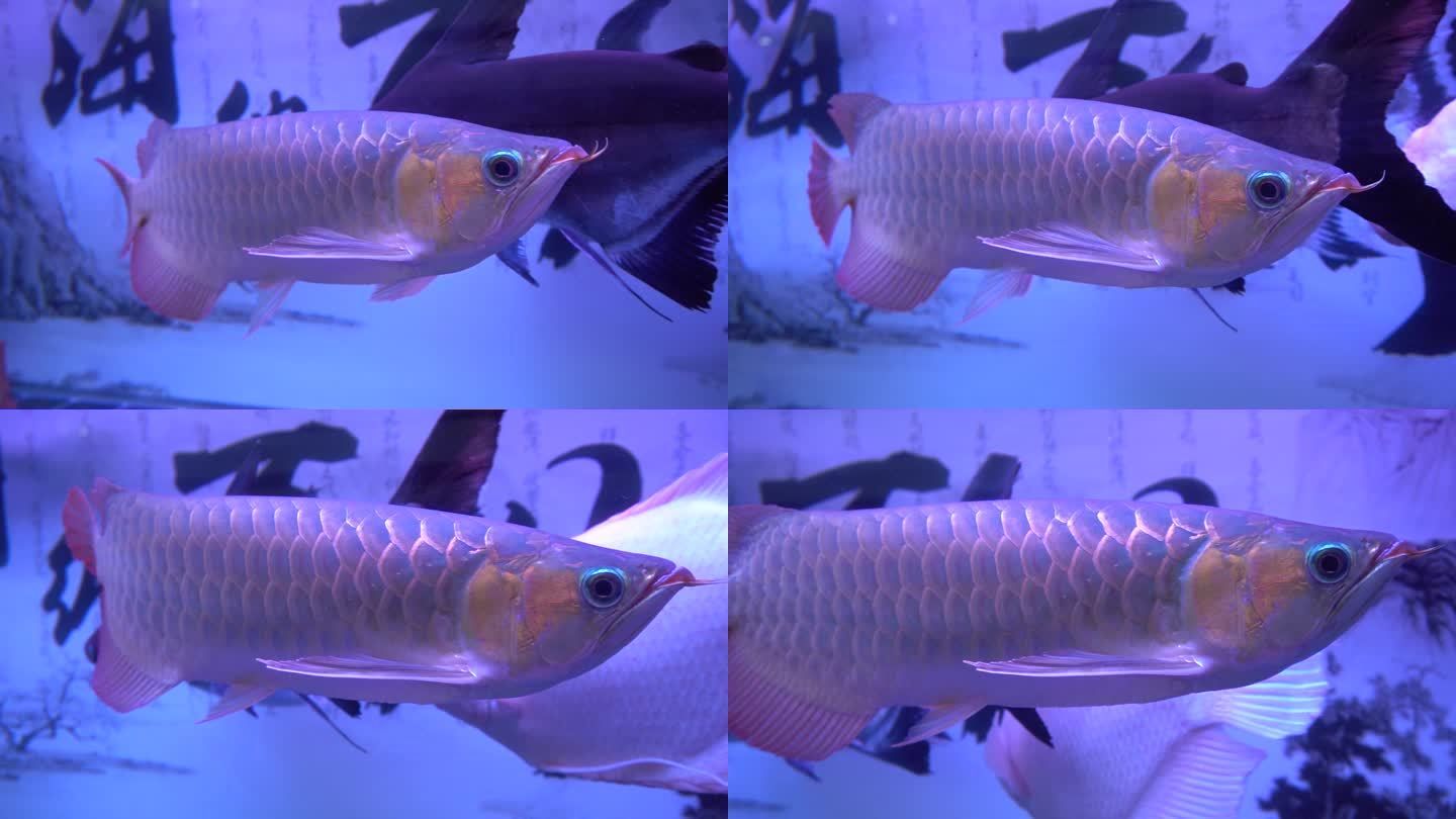 動森 金龍魚：《動物森友會》游戲中的金龍魚可能是游戲中的某鱸魚