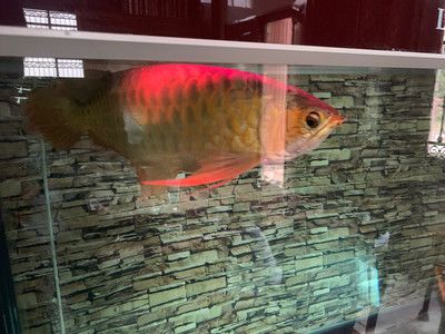 養(yǎng)紅龍魚魚缸背景顏色要求圖：養(yǎng)紅龍魚時(shí)，魚缸背景顏色選擇對(duì)紅龍魚的發(fā)色有著重要的影響 龍魚百科 第3張