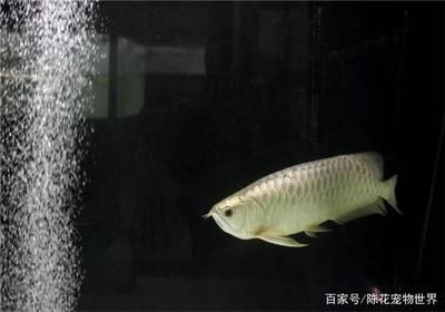 龍魚飼養(yǎng)密度：家庭養(yǎng)魚對水質(zhì)的要求很高，尤其是龍魚的飼養(yǎng)密度適當提高 龍魚百科 第2張