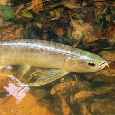 哪里有野生龍魚(yú)：野生龍魚(yú)可以在亞洲、美洲和澳洲和澳洲的多個(gè)地區(qū)找到 龍魚(yú)百科 第2張