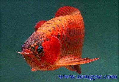 紅龍魚怎么樣長的快：紅龍魚的飼養(yǎng)技術(shù)