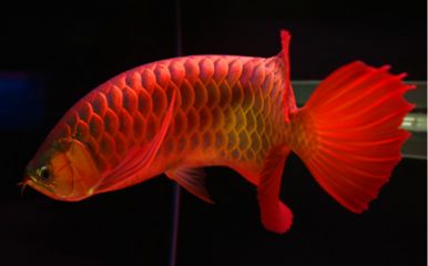 紅龍魚和虎魚混養(yǎng)用什么背景圖好：紅龍魚和虎魚混養(yǎng)的背景圖片