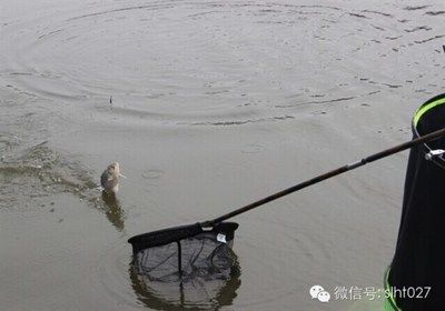 龍魚(yú)造景缸