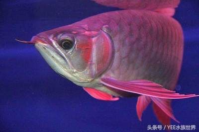 龍魚(yú)最終都會(huì)掉眼嘛為什么：龍魚(yú)掉眼并非必然現(xiàn)象，龍魚(yú)掉眼的原因及預(yù)防方法