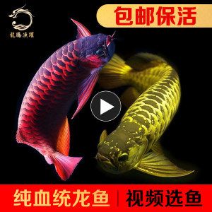 金龍魚苗視頻：30篇金龍魚苗養(yǎng)殖技術(shù)金龍魚苗視頻在線觀看