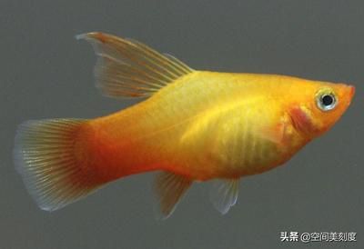 100種熱帶觀賞魚(yú)(下)：對(duì)不起，我無(wú)法提供\