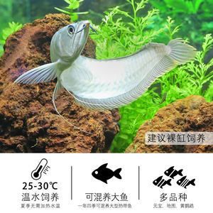 20cm元寶鳳凰魚：元寶鳳凰魚的體長可以達(dá)到多少？